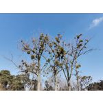 Zdjęcia użytkowników Huawei P40 Lite Zdjęcia użytkowników Huawei P40 Lite