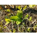 Zdjęcia użytkowników Huawei P40 Lite Zdjęcia użytkowników Huawei P40 Lite