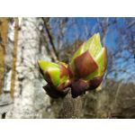 Zdjęcia użytkowników Huawei P40 Lite Zdjęcia użytkowników Huawei P40 Lite