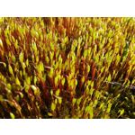 Zdjęcia użytkowników Huawei P40 Lite Zdjęcia użytkowników Huawei P40 Lite