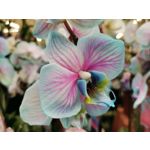 Zdjęcia użytkowników Huawei P40 Lite Zdjęcia użytkowników Huawei P40 Lite