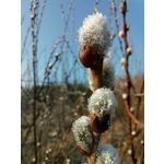 Zdjęcia użytkowników Huawei P40 Lite Zdjęcia użytkowników Huawei P40 Lite