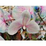 Zdjęcia użytkowników Huawei P40 Lite Zdjęcia użytkowników Huawei P40 Lite