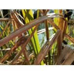 Zdjęcia użytkowników Huawei P40 Lite Zdjęcia użytkowników Huawei P40 Lite