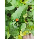 Zdjęcia użytkowników Huawei P40 Lite Zdjęcia użytkowników Huawei P40 Lite