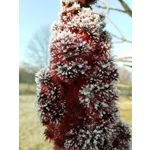 Zdjęcia użytkowników Huawei P40 Lite Zdjęcia użytkowników Huawei P40 Lite