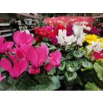 Zdjęcia użytkowników Huawei P40 Lite Zdjęcia użytkowników Huawei P40 Lite