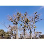 Zdjęcia użytkowników Huawei P40 Lite Zdjęcia użytkowników Huawei P40 Lite