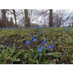 Zdjęcia użytkowników Huawei P40 Lite Zdjęcia użytkowników Huawei P40 Lite