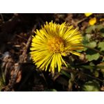 Zdjęcia użytkowników Huawei P40 Lite Zdjęcia użytkowników Huawei P40 Lite