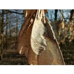 Zdjęcia użytkowników Huawei P40 Lite Zdjęcia użytkowników Huawei P40 Lite