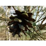 Zdjęcia użytkowników Huawei P40 Lite Zdjęcia użytkowników Huawei P40 Lite