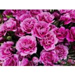 Zdjęcia użytkowników Huawei P40 Lite Zdjęcia użytkowników Huawei P40 Lite