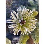 Zdjęcia użytkowników Huawei P40 Lite Zdjęcia użytkowników Huawei P40 Lite