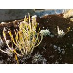 Zdjęcia użytkowników Huawei P40 Lite Zdjęcia użytkowników Huawei P40 Lite