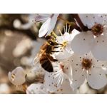 Zdjęcia użytkowników Huawei P40 Pro