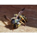 Zdjęcia użytkowników Huawei P40 Pro