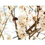 Zdjęcia użytkowników Huawei P40 Pro