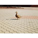 Zdjęcia użytkowników Huawei P40 Pro