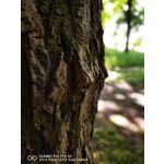 Zdjęcia użytkowników Huawei P40 Pro