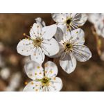 Zdjęcia użytkowników Huawei P40 Pro