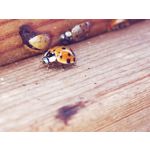 Zdjęcia użytkowników Huawei P40 Pro