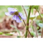 Zdjęcia użytkowników Huawei P40 Pro