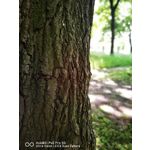 Zdjęcia użytkowników Huawei P40 Pro
