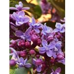Zdjęcia użytkowników Huawei P40 Pro
