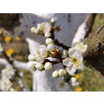 Zdjęcia użytkowników Huawei P40
