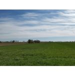 Zdjęcia użytkowników Huawei P40