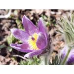 Zdjęcia użytkowników Huawei P40