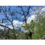 Zdjęcia użytkowników Huawei P60 Pro