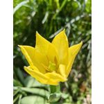 Zdjęcia użytkowników Huawei P60 Pro