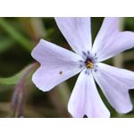 Zdjęcia użytkowników Huawei P60 Pro