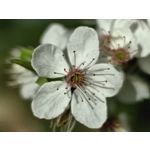 Zdjęcia użytkowników Huawei P60 Pro