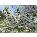 Zdjęcia użytkowników Huawei P60 Pro