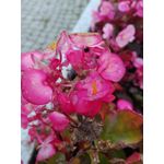 Zdjęcia użytkowników Huawei P8 Lite