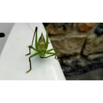Zdjęcia użytkowników Huawei P8 Lite