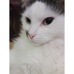 Zdjęcia użytkowników Huawei P8 Lite