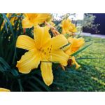 Zdjęcia użytkowników Huawei P8 Lite