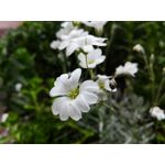 Zdjęcia użytkowników Huawei P8 Lite