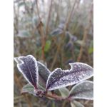 Zdjęcia użytkowników Huawei P8 Lite
