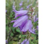 Zdjęcia użytkowników Huawei P8 Lite