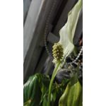 Zdjęcia użytkowników Huawei P8 Lite