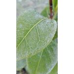 Zdjęcia użytkowników Huawei P8 Lite