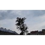 Zdjęcia użytkowników Huawei P8