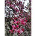Zdjęcia użytkowników Huawei P8