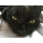 Zdjęcia użytkowników Huawei P9 EVA-L09
