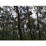 Zdjęcia użytkowników Huawei P9 EVA-L09